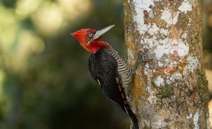 2.1 Cover PNAS Campephilus robustus Robust Woodpecker Gabriel Brutti corte