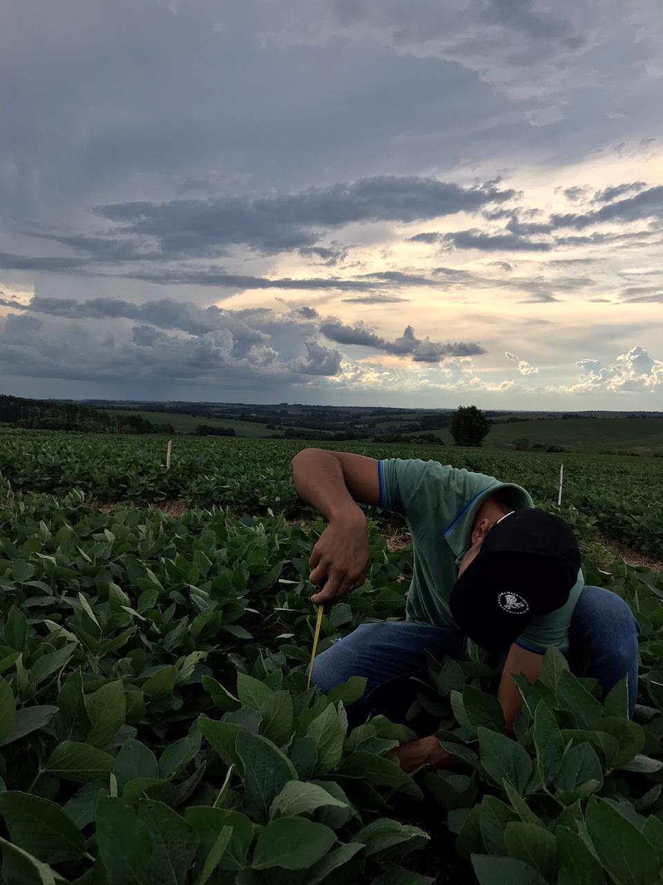 Tarde de Campo apresenta experimentos e pesquisas nas culturas da soja e do  arroz - IFFar