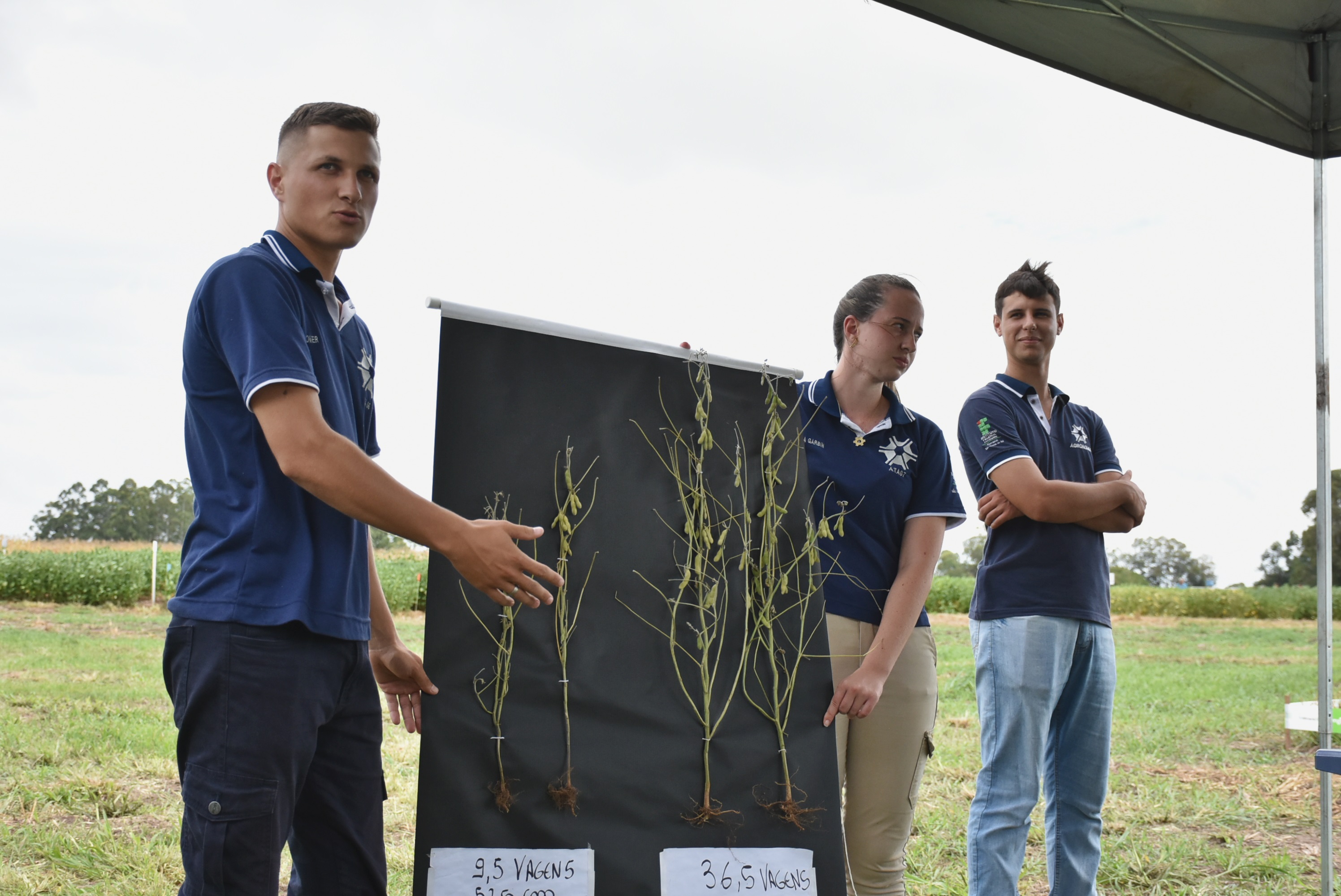 Tarde de Campo apresenta experimentos e pesquisas nas culturas da soja e do  arroz - IFFar