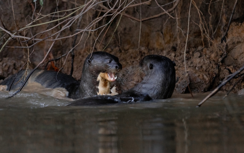 Sem nome 800 x 500 px 15