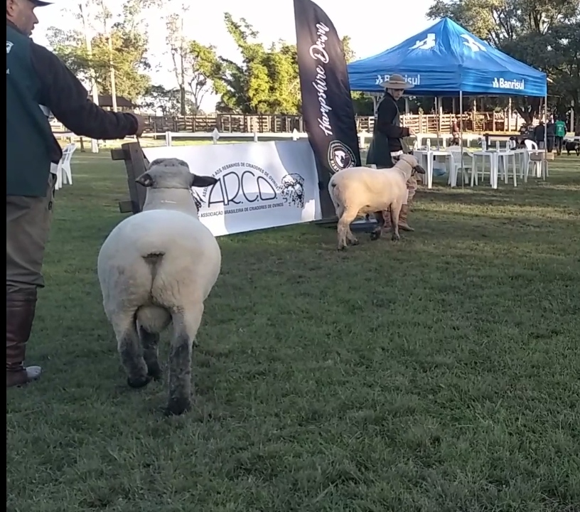 AO VIVO: 33º FENOVINOS - REMATE DE OVINOS  Acompanhe ao vivo diretamente  do Parque do Sindicato Rural de Lavras do Sul o 33º Fenovinos - Remate de  ovinos. Fique ligado e