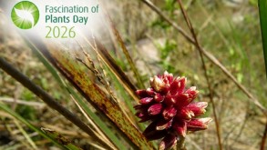 Herbário promove atividade alusiva ao Dia Mundial do Fascínio pelas Plantas Herbário promove atividade alusiva ao Dia Mundial do Fascínio pelas Plantas