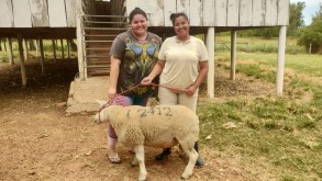 IFFar Campus Alegrete recebe carneiro da raça Texel para o setor de Ovinocultura IFFar Campus Alegrete recebe carneiro da raça Texel para o setor de Ovinocultura